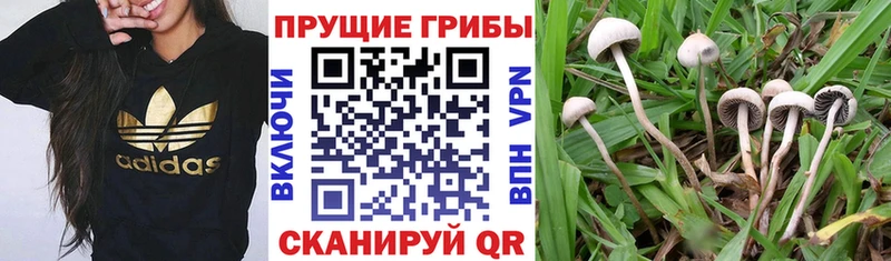 Галлюциногенные грибы прущие грибы наркошоп Нюрба
